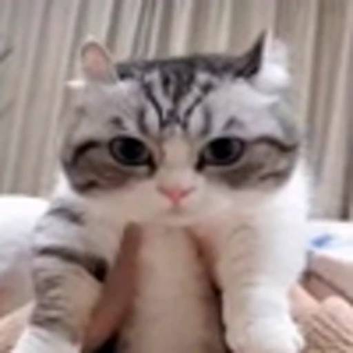 💃 Эмодзи «Komaru» для Telegram