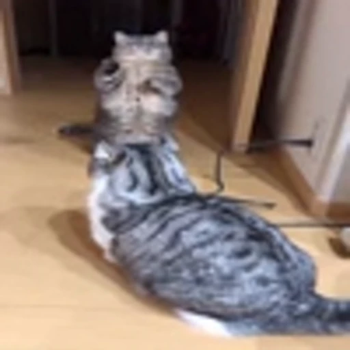 🐾 Эмодзи «Komaru» для Telegram