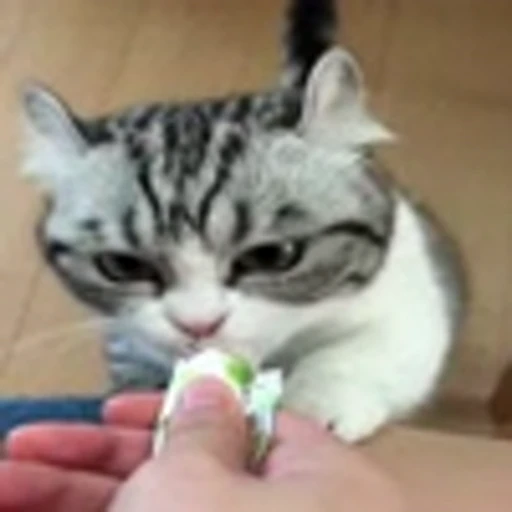 😋 Эмодзи «Komaru» для Telegram