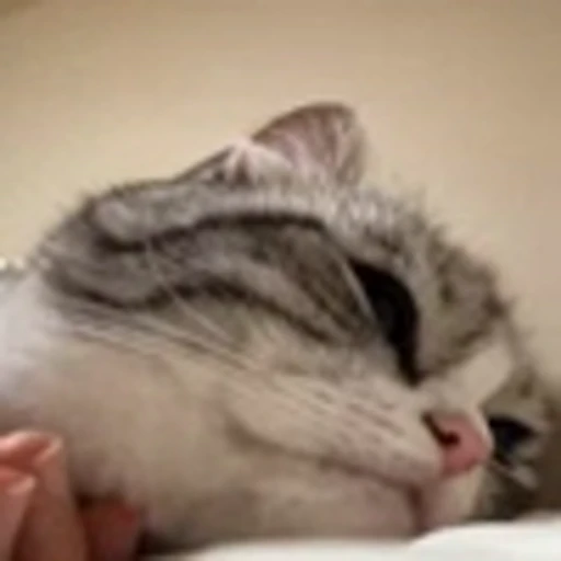 🐈 Эмодзи «Komaru» для Telegram