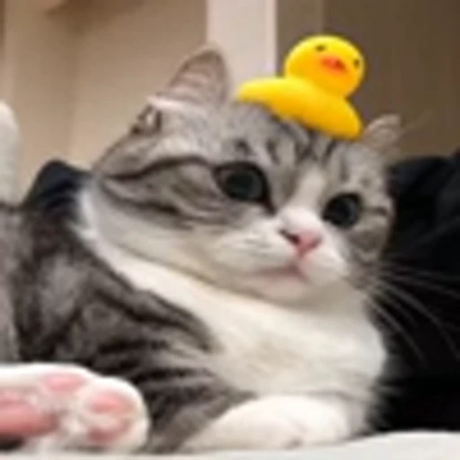 🦆 Эмодзи «Komaru» для Telegram