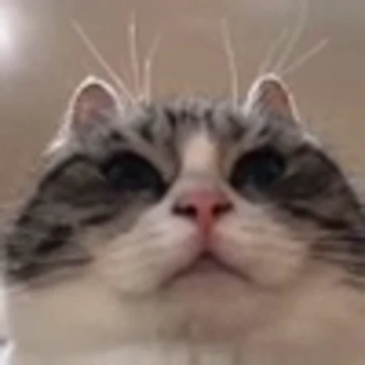 😳 Эмодзи «Komaru» для Telegram