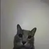 Эмодзи «nonsense» для Telegram