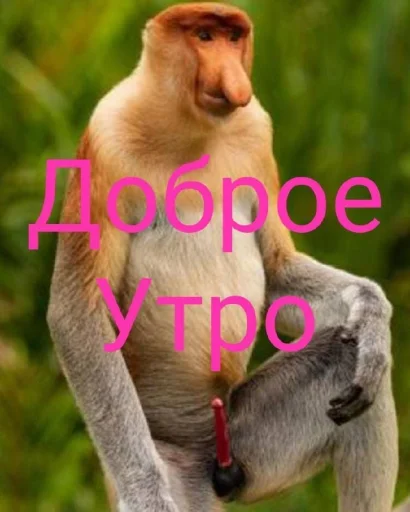 🤩 Стикер «Больше стикеров» для Telegram