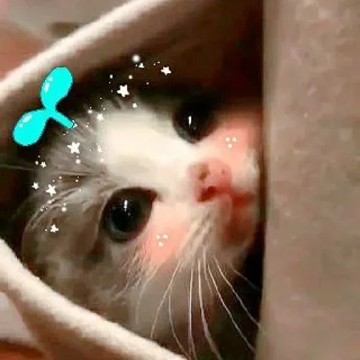 🌸 Стикер «Мяв мяв» для Telegram