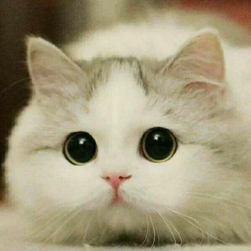 🌸 Стикер «Мяв мяв» для Telegram