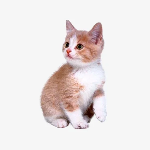 Стикерпак Stkrcat для Telegram — скачать