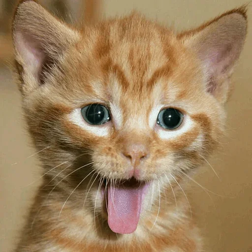 🤪 Стикер «Stooped Cats» для Telegram