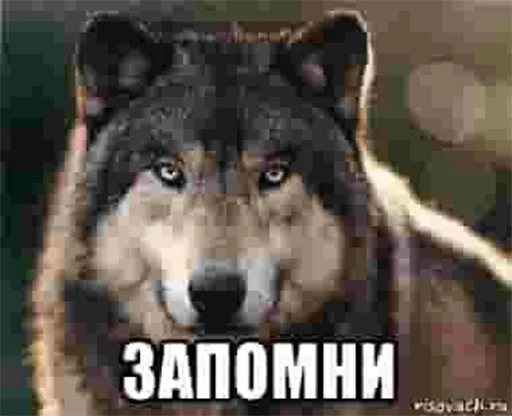 🤓 Стикер «Сильный не тот, кто сильный» для Telegram