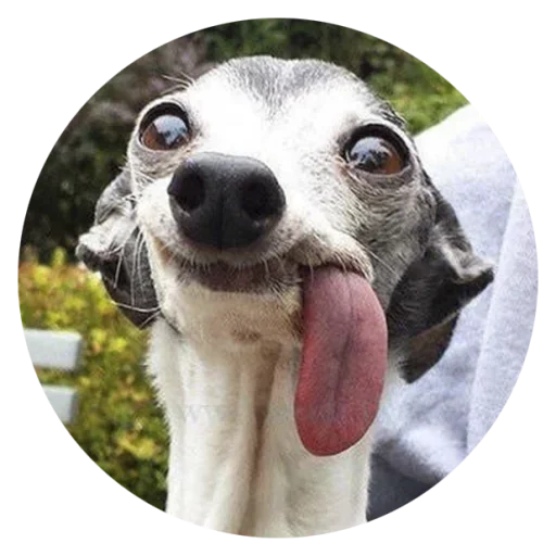 Стикерпак Stupid Dogs для Telegram — скачать