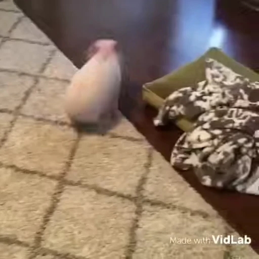 🐷 Стикер «Такие себе GIF» для Telegram