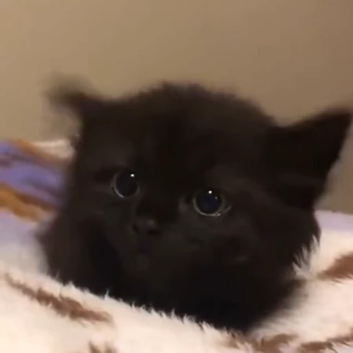 🥺 Стикер «Такие себе GIF» для Telegram