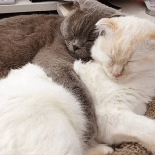 💕 Стикер «Sukruma» для Telegram