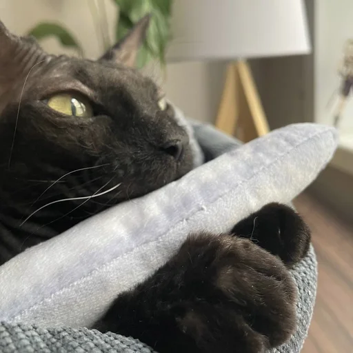 🐾 Стикер «AxeSAY & D3_KIM_» для Telegram