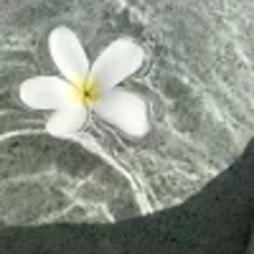 🌸 Эмодзи «summer» для Telegram