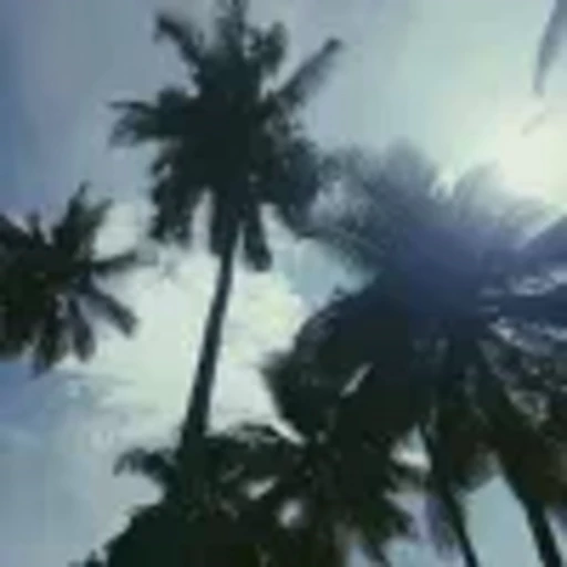 🌴 Эмодзи «summer» для Telegram