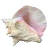 🐚 Эмодзи «» для Telegram