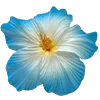🌸 Эмодзи «» для Telegram