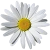 🌼 Эмодзи «» для Telegram