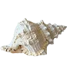 🐚 Эмодзи «» для Telegram