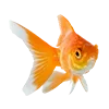 🐟 Эмодзи «» для Telegram