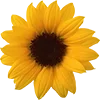 🌻 Эмодзи «» для Telegram