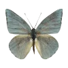 🦋 Эмодзи «. ❀» для Telegram