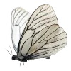 🦋 Эмодзи «. ❀» для Telegram