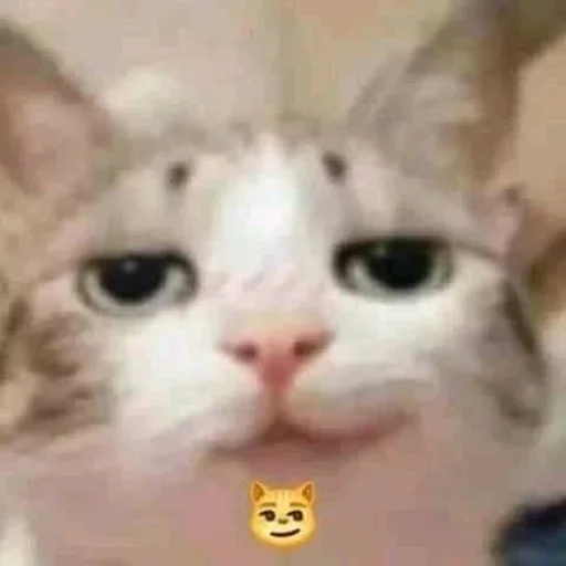 😄 Стикер «Супер котики» для Telegram