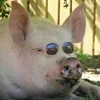 😎 Эмодзи «😋 Pig emoji - миленькие поросятки» для Telegram