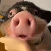 😯 Эмодзи «😋 Pig emoji - миленькие поросятки» для Telegram