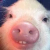 😃 Эмодзи «😋 Pig emoji - миленькие поросятки» для Telegram