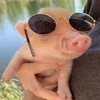 😎 Эмодзи «😋 Pig emoji - миленькие поросятки» для Telegram
