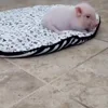 😱 Эмодзи «😋 Pig emoji - миленькие поросятки» для Telegram