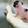 🦆 Эмодзи «😋 Pig emoji - миленькие поросятки» для Telegram