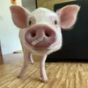 😶 Эмодзи «😋 Pig emoji - миленькие поросятки» для Telegram