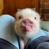 😝 Эмодзи «😋 Pig emoji - миленькие поросятки» для Telegram