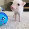 🫣 Эмодзи «😋 Pig emoji - миленькие поросятки» для Telegram