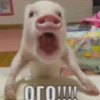 😵 Эмодзи «😋 Pig emoji - миленькие поросятки» для Telegram