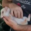 😍 Эмодзи «😋 Pig emoji - миленькие поросятки» для Telegram