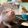 👨‍🍳 Эмодзи «😋 Pig emoji - миленькие поросятки» для Telegram