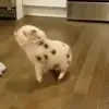🔄 Эмодзи «😋 Pig emoji - миленькие поросятки» для Telegram