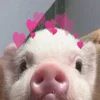 🥰 Эмодзи «😋 Pig emoji - миленькие поросятки» для Telegram