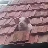 🪟 Эмодзи «😋 Pig emoji - миленькие поросятки» для Telegram