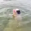 🤽‍♂️ Эмодзи «😋 Pig emoji - миленькие поросятки» для Telegram