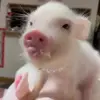 😋 Эмодзи «😋 Pig emoji - миленькие поросятки» для Telegram