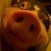 🥰 Эмодзи «😋 Pig emoji - миленькие поросятки» для Telegram
