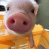 😏 Эмодзи «😋 Pig emoji - миленькие поросятки» для Telegram