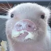 🤓 Эмодзи «😋 Pig emoji - миленькие поросятки» для Telegram