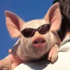 😎 Эмодзи «😋 Pig emoji - миленькие поросятки» для Telegram